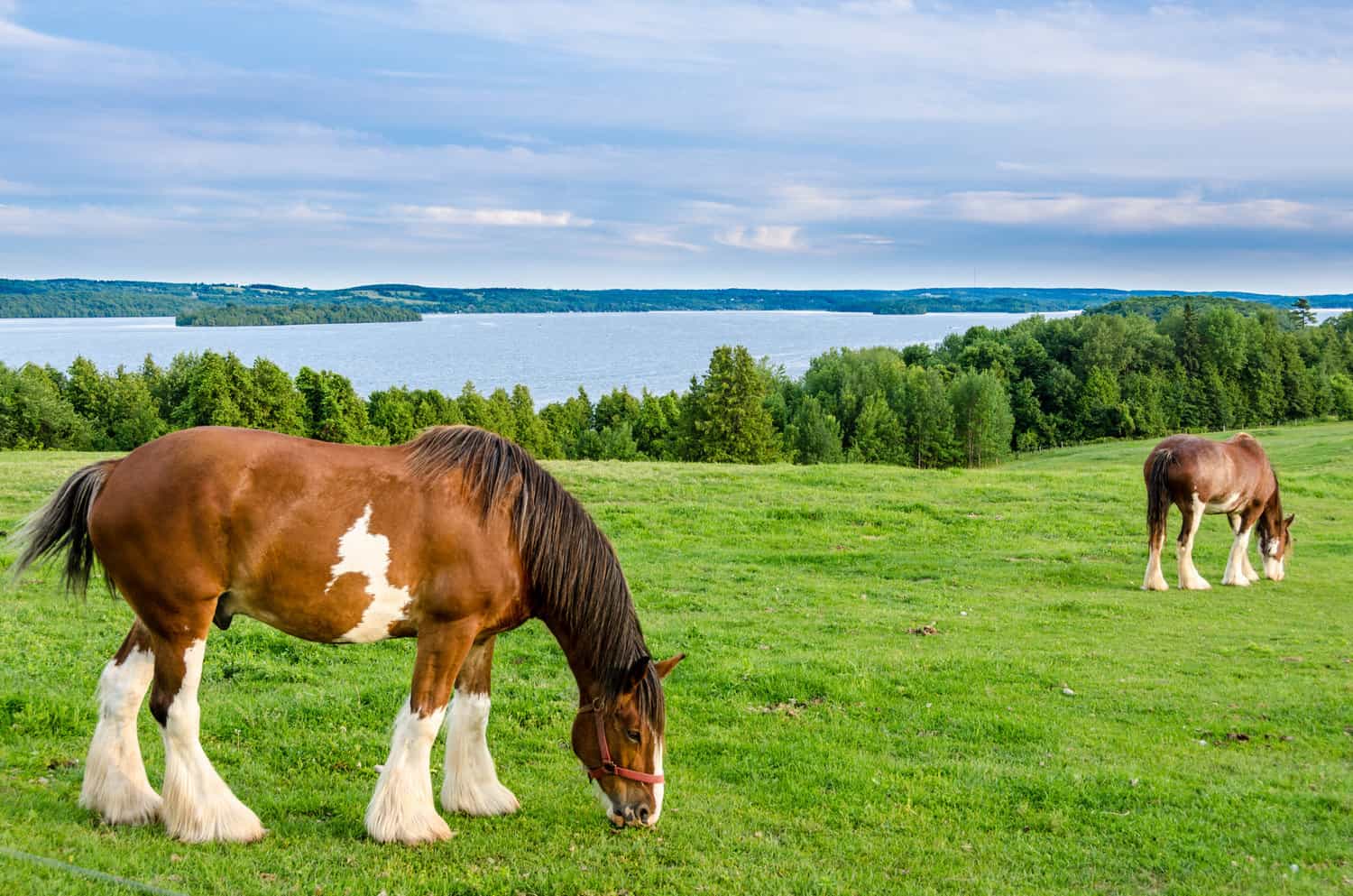 Largest Horse Breeds