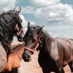 Most Popular Horse Names