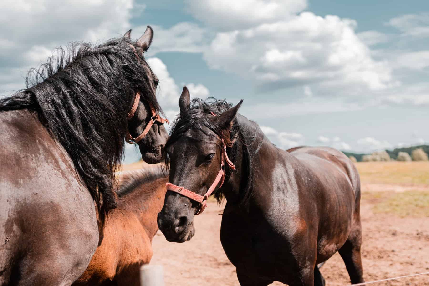 Most Popular Horse Names