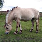 Norwegian Fjord Horse