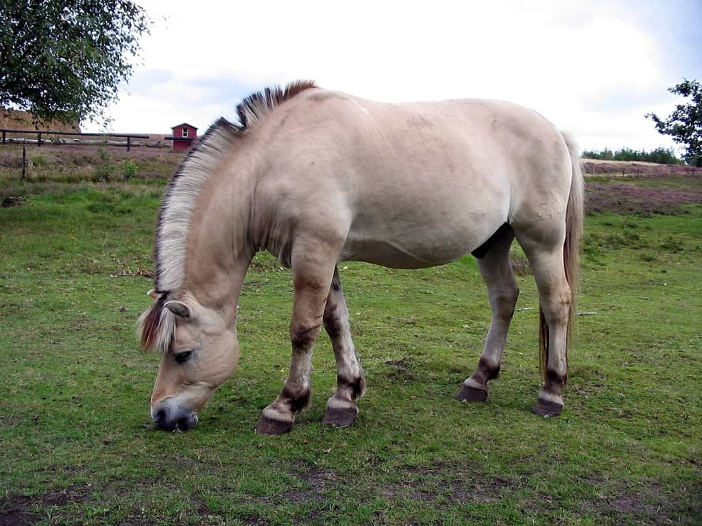 Norwegian Fjord Horse