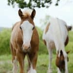 Bald face colt horse close up in farm field with paint mare graz
