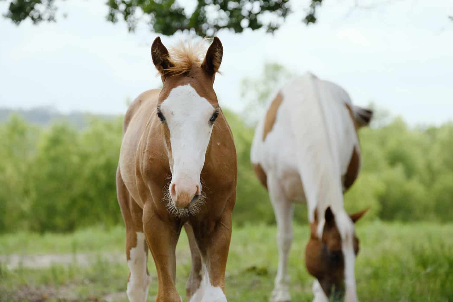 Bald face colt horse close up in farm field with paint mare graz