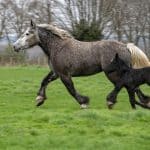 Percheron Horse
