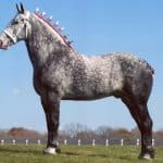 Percheron Horse