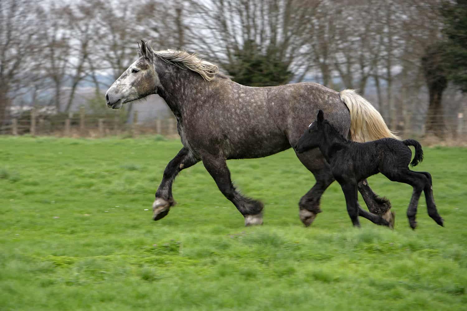 Percheron Horse