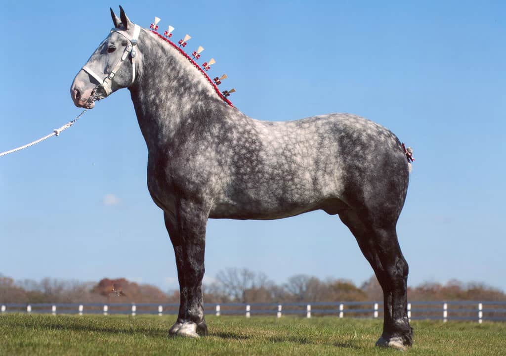 Percheron Horse