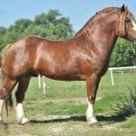 Russian Heavy Draft Horse