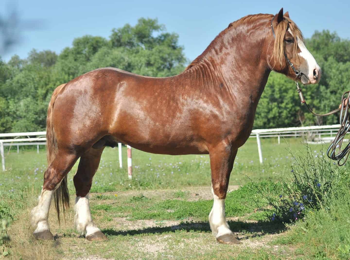 Russian Heavy Draft Horse