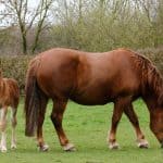 Suffolk Punch Horse