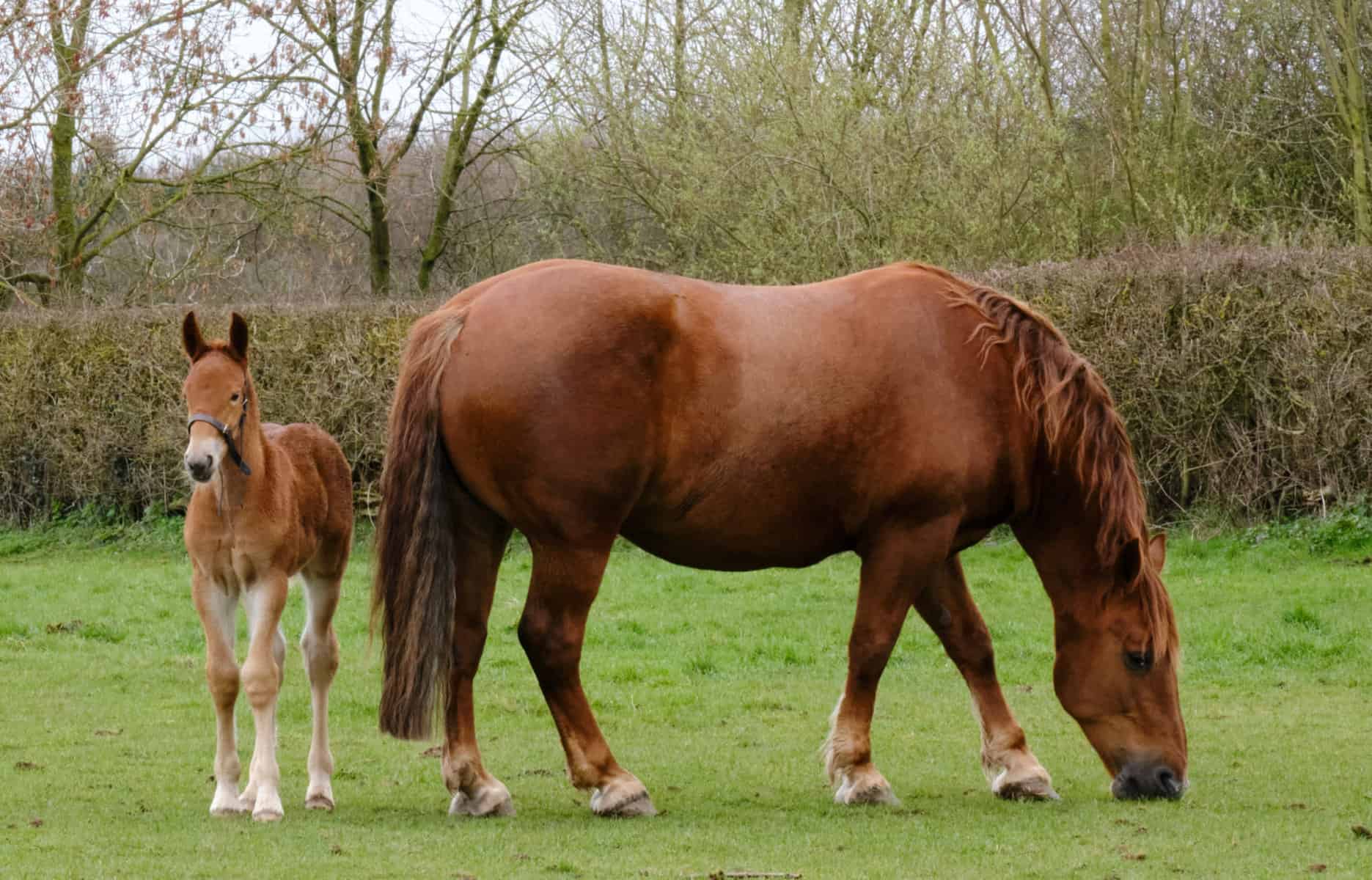 Suffolk Punch Horse