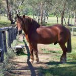 Suffolk Punch horse