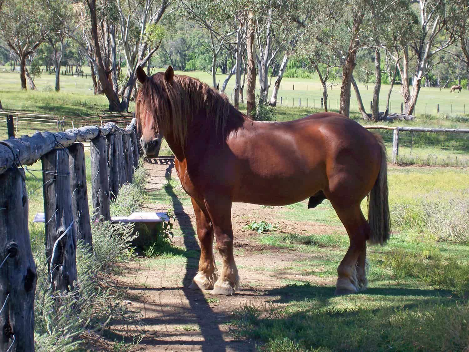 Suffolk Punch horse