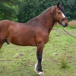 Vladimir Draft Horse
