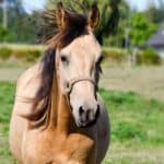 Work & Draft Horse