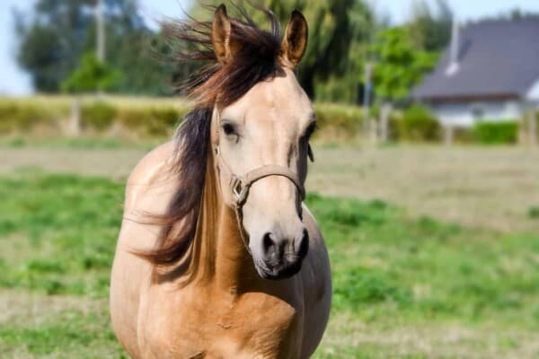 Work & Draft Horse