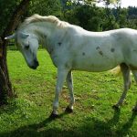 Do horses sleep standing up