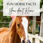 Fun Facts About Horses Pin