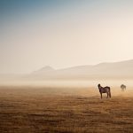 Horse Age
