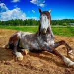 Horse Clone