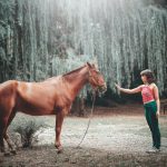 Horse Domestic