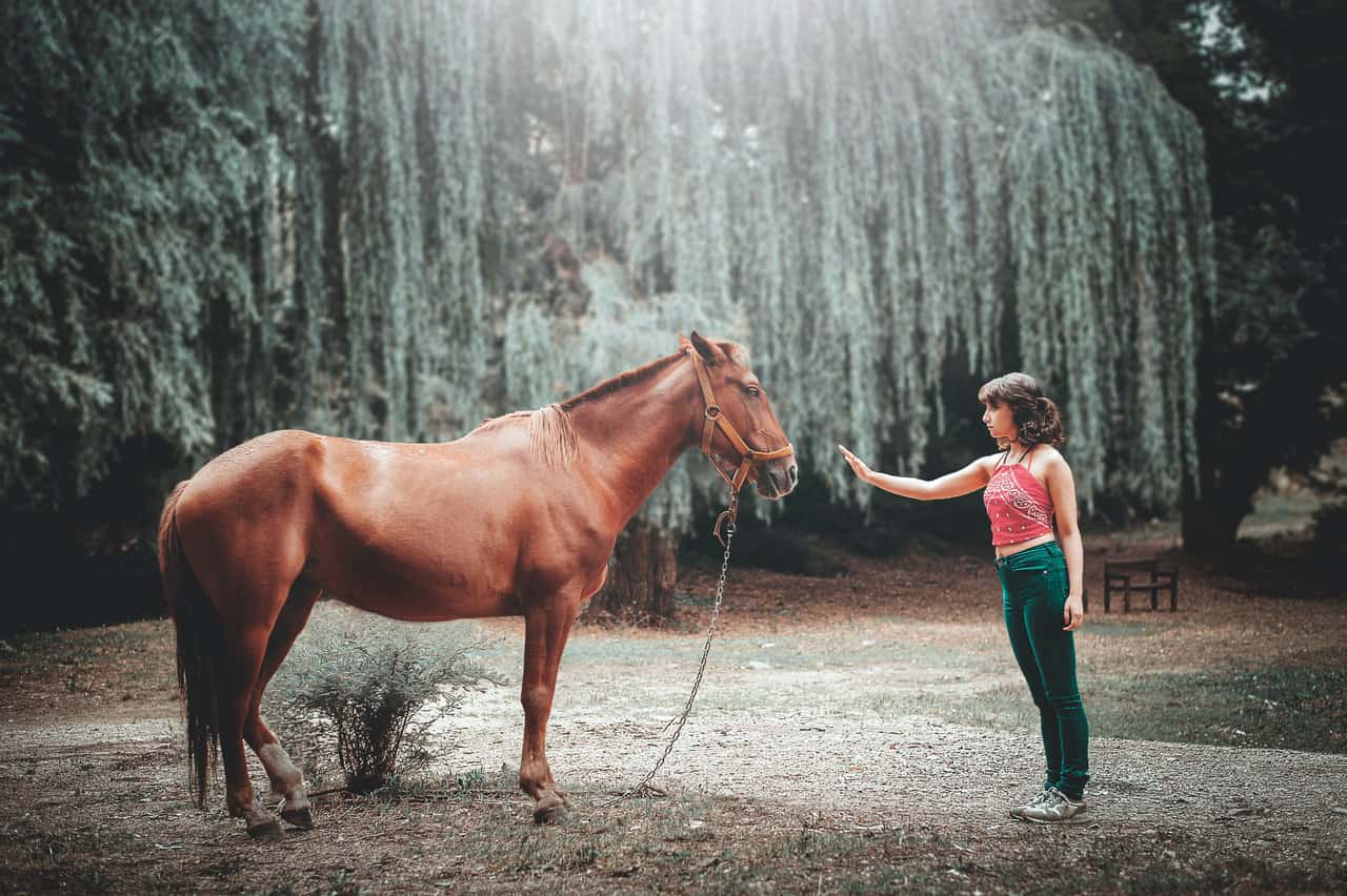 Horse Domestic
