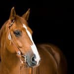 Horse Eyes