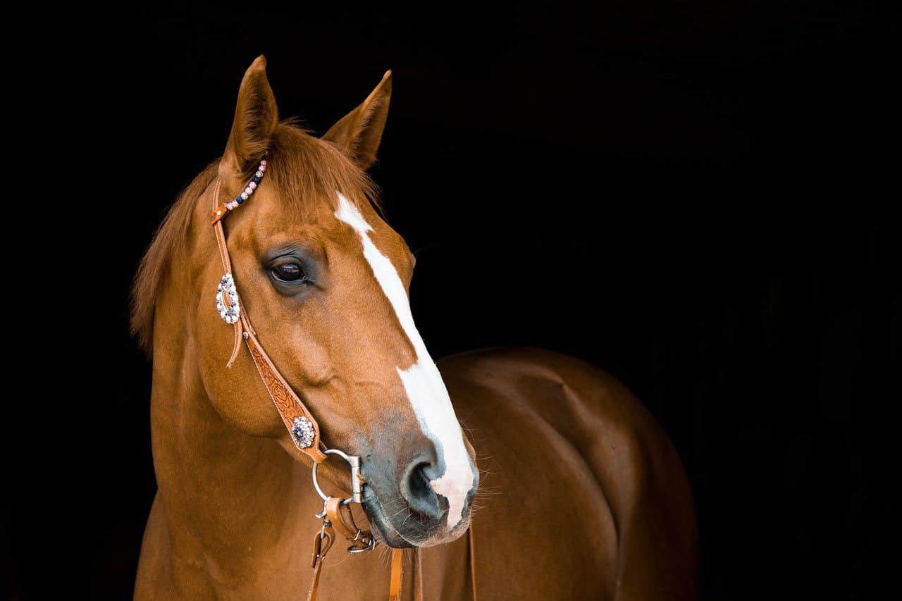 Horse Eyes