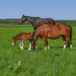 Horse Herd