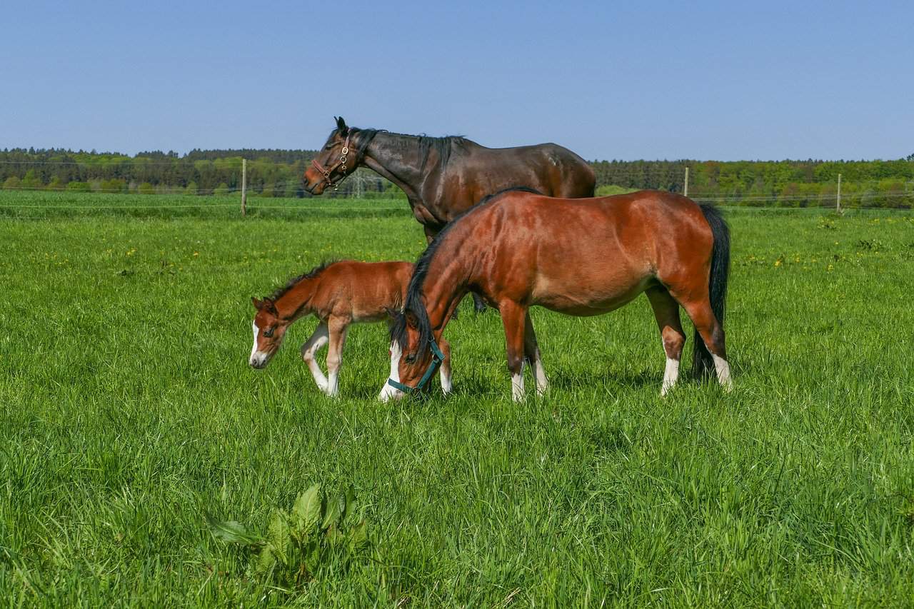 Horse Herd