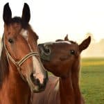 Horse Illegal