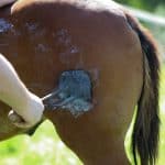 Horse Marking