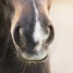 Horse Marking – Snip