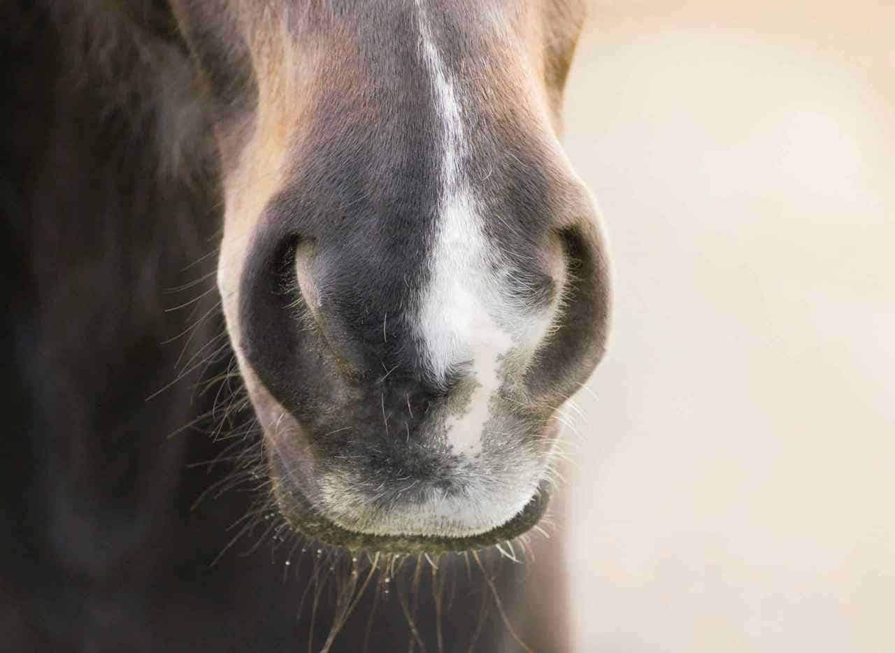 Horse Marking – Snip