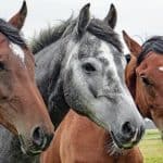 Horse Marking – Star