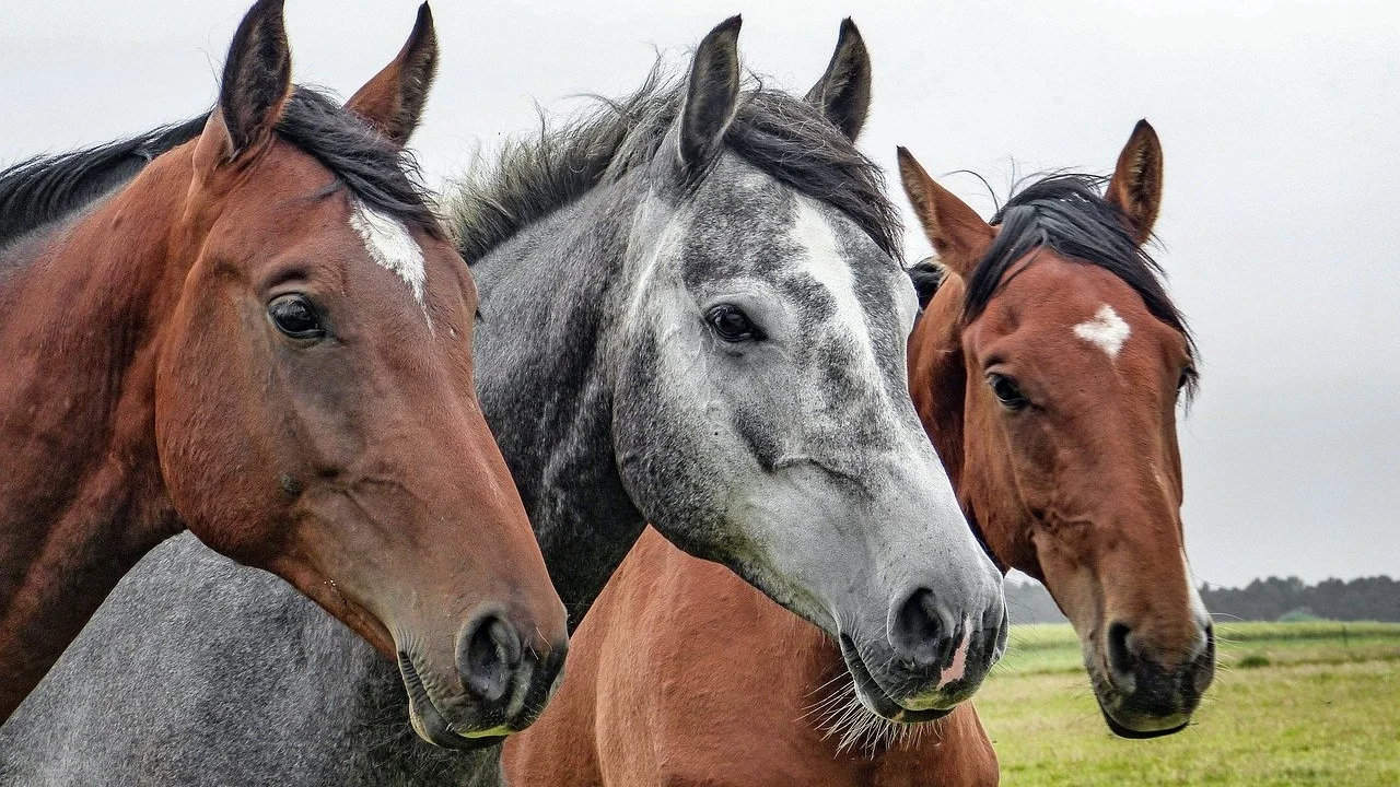 Horse Marking – Star
