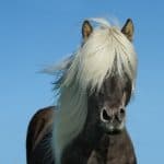 Horse Moustache