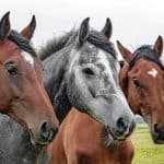 Horse Mouth
