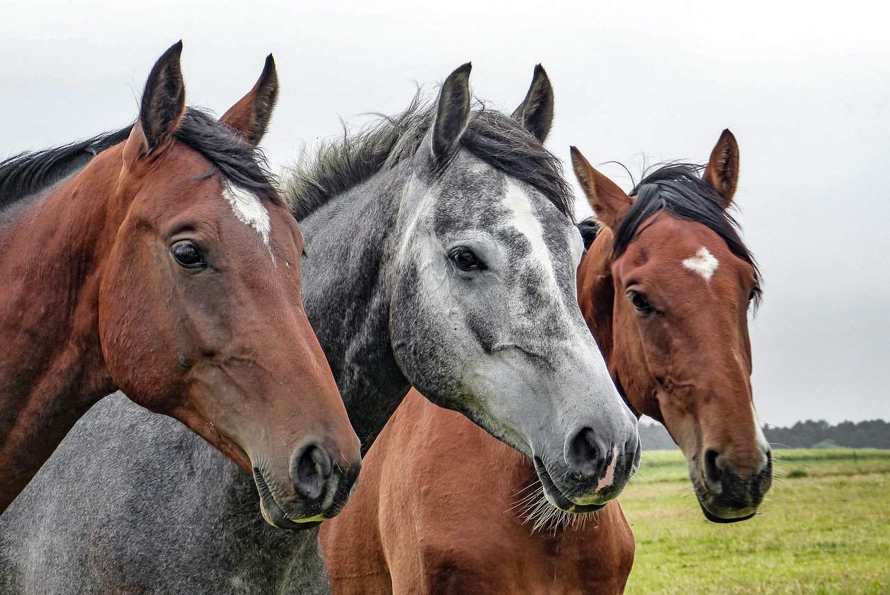 Horse Mouth