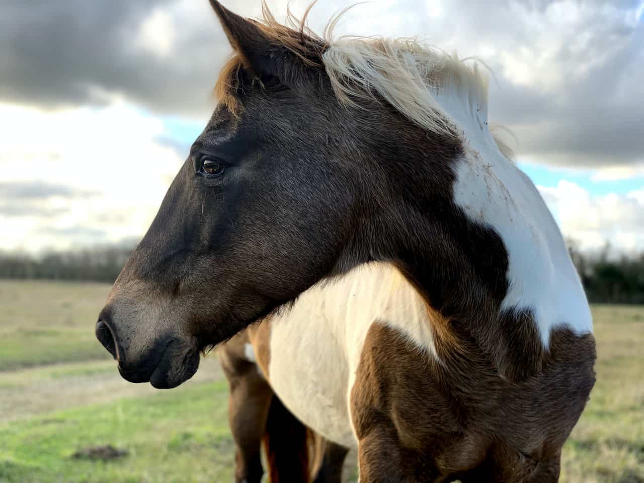 Horse Reflex