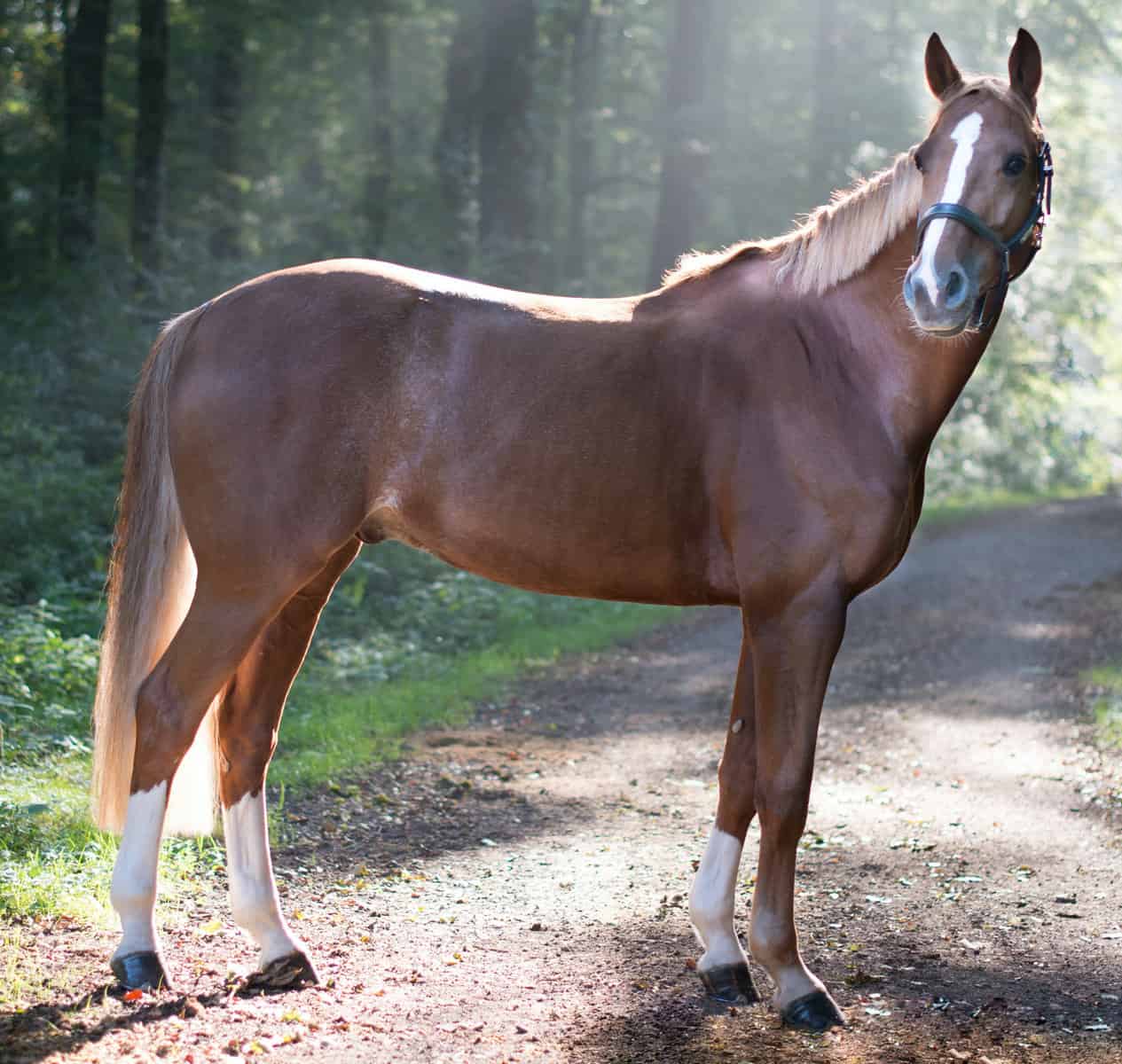 Horse Rhino