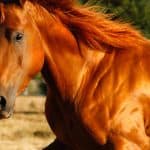 Horse Saliva