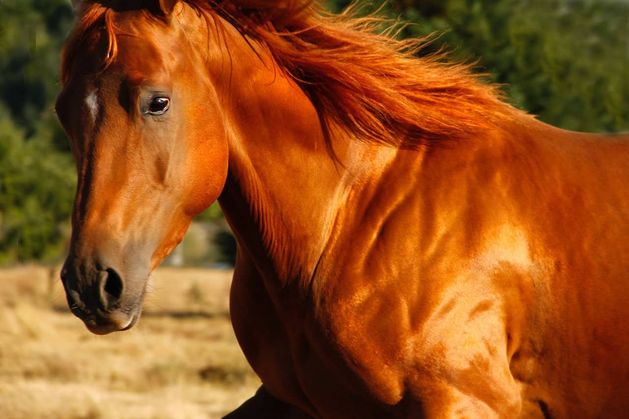 Horse Saliva