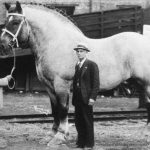Horse Sampson