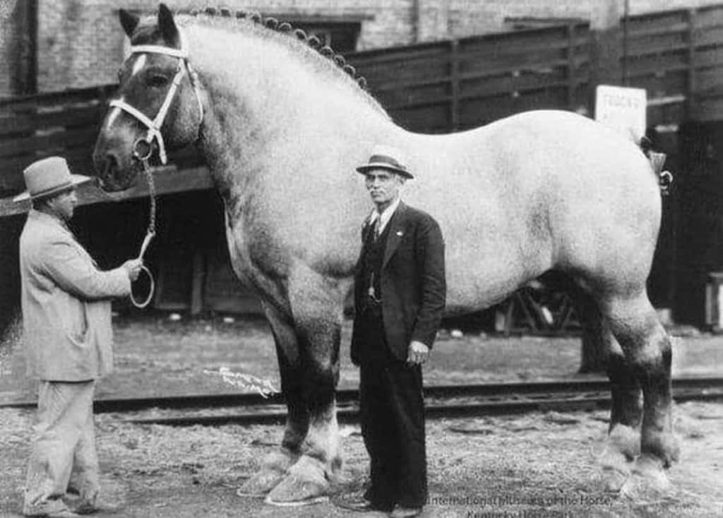 Horse Sampson