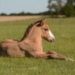 Horse Sleep