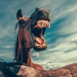 Horse Teeth