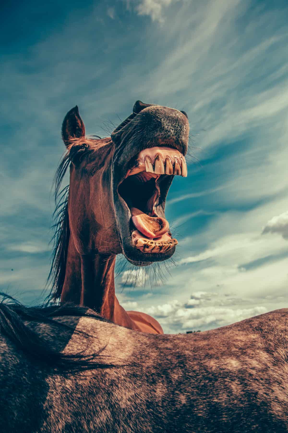 Horse Teeth