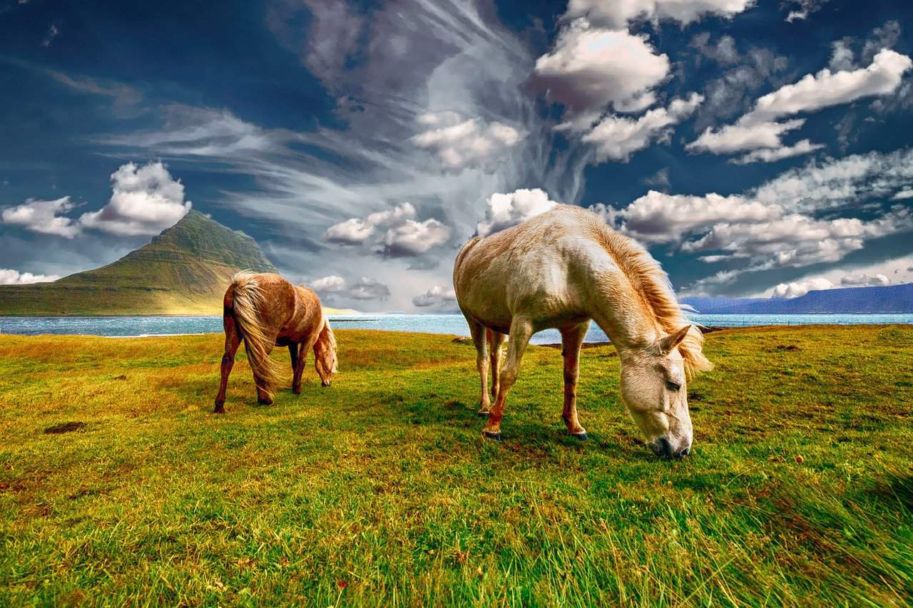 Horse Wild