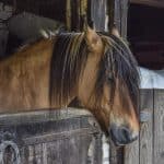 Horse sleeping standing up